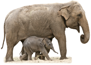 elephant-baby-sml